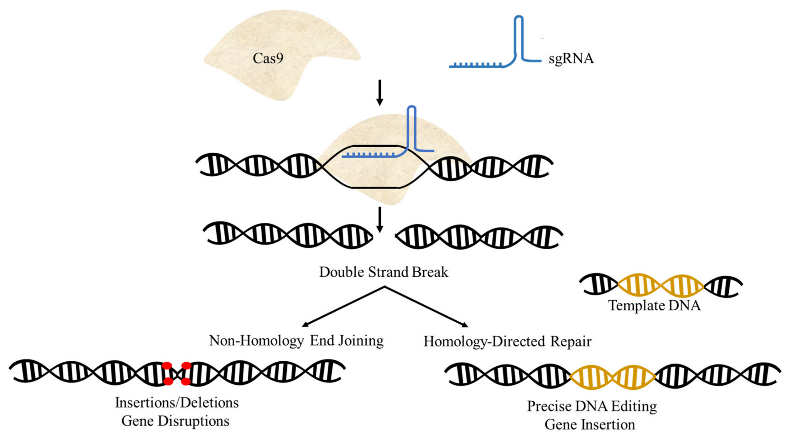 Schematic diagram of CRISPR/Cas9 mechanism <sup>13</sup>