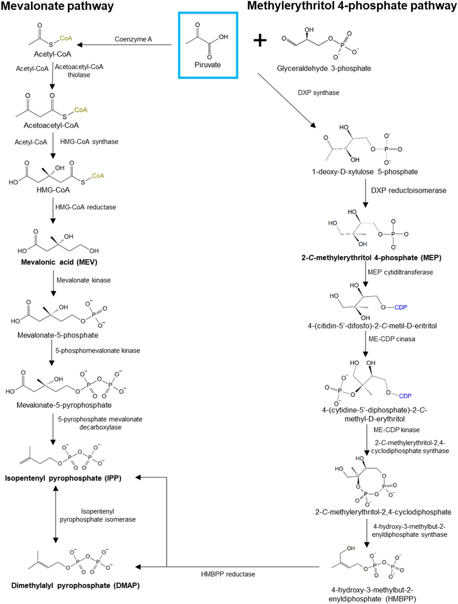 Biosynthesis of IPP and DMPP in the Mevalonate Pathway (MVA) (left); 2-C-methylerythritol-4-phosphate pathway (MEP) (right) in plants <sup>27</sup>