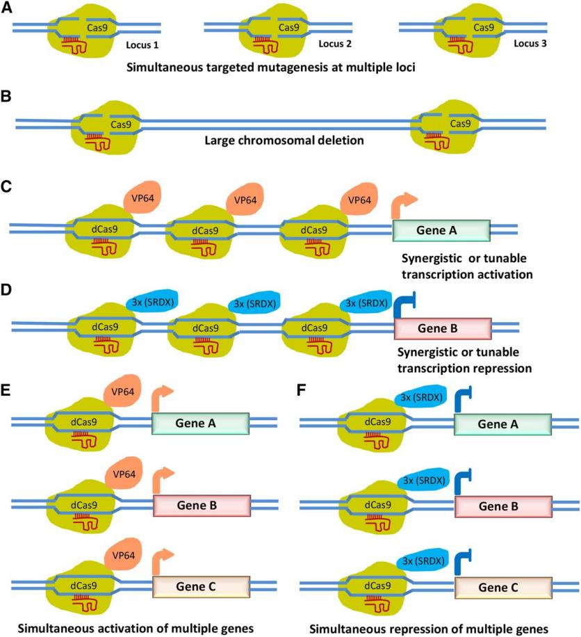 Applications of the multiplex CRISPR/Cas9 toolbox. Different situations are illustrated in the application of the various elements of the toolbox. A, Simultaneous targeted mutagenesis at multiple loci in the same gene or in different genes. B, Chromosomal deletion. C, Synergistic or tunable transcription activation. D, Synergistic or tunable repression. E, Multiple genes are activated simultaneously. F, Multiple genes are repressed at once <sup>48</sup>.