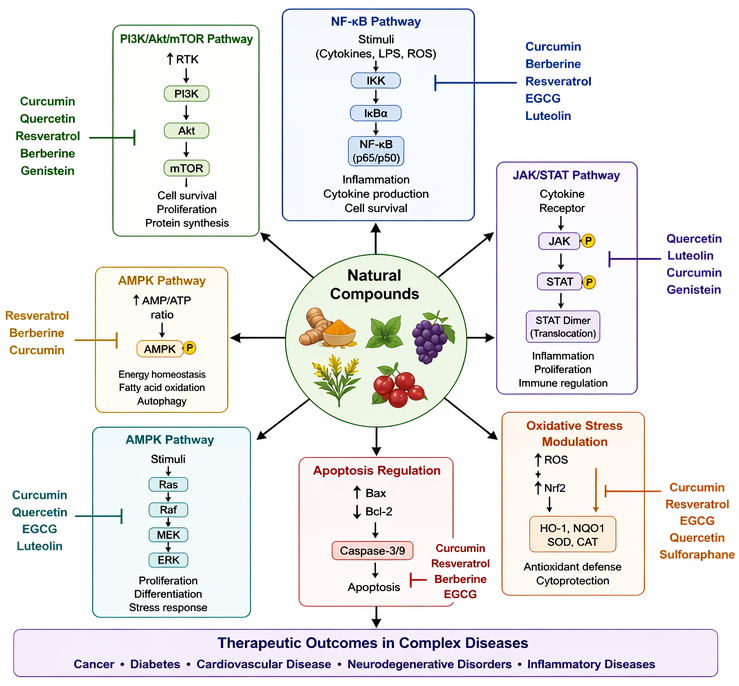 Multi-target mechanisms and network pharmacology of repurposed natural compounds in complex diseases: Natural compounds (e.g., curcumin, resveratrol, berberine, quercetin, EGCG, genistein) modulate interconnected signalling pathways including PI3K/Akt/mTOR, NF-κB, JAK/STAT, AMPK, and MAPK, regulating inflammation, apoptosis, proliferation, metabolism, and oxidative stress. Through pathway crosstalk and Nrf2-mediated antioxidant responses, these compounds exert network-level, pleiotropic effects relevant to cancer, metabolic, cardiovascular, and neurodegenerative diseases </b></i><sup><i><b>8,11, 19,22,53</b></i></sup><i><b>.